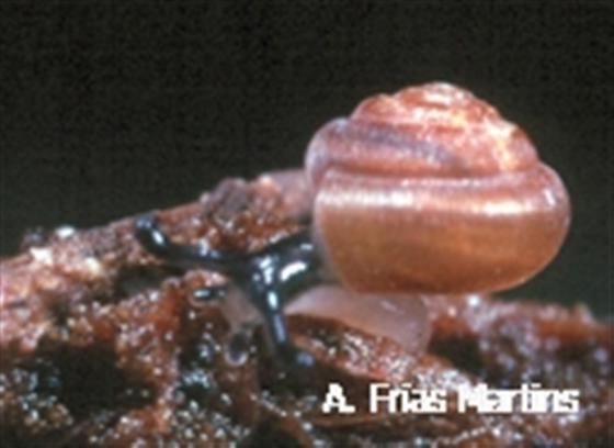 Spermodea monas (Morelet, 1860)